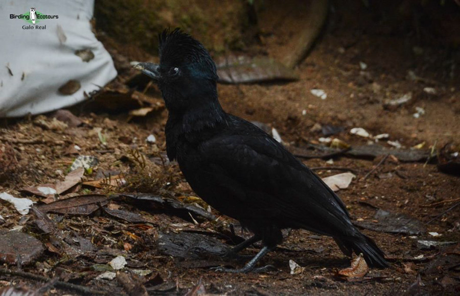 Northern Ecuador bird tour