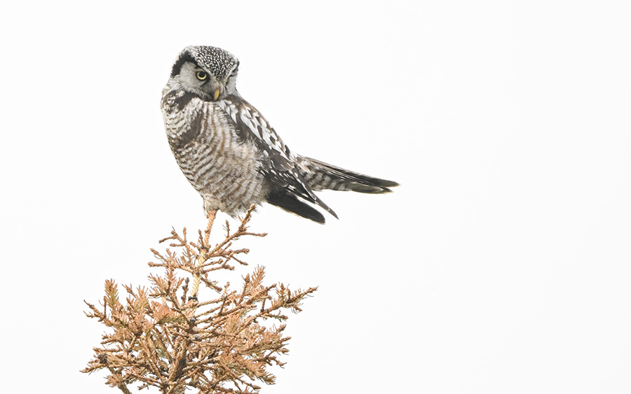 Alaska birding tours