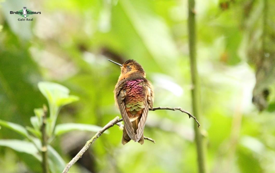 Northern Ecuador bird tour