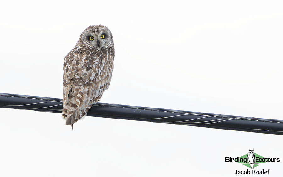 Alaska birding tours