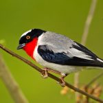 Brazil birding tour