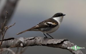 Vanuatu birding tours
