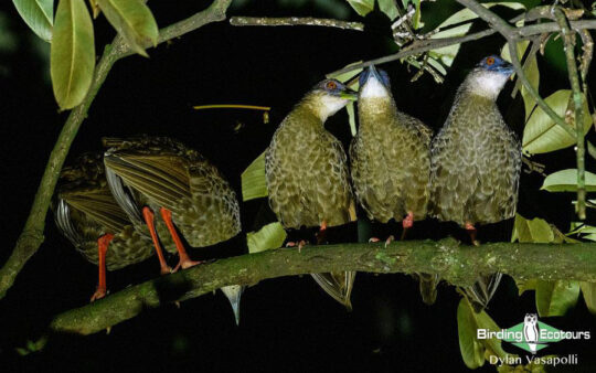 Ghana birding tours