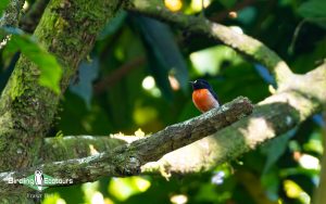 Vanuatu birding tours