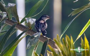 Vanuatu birding tours