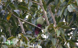 Vanuatu birding tours