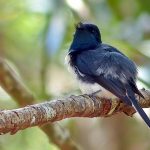 Vanuatu birding tours
