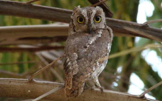 Socotra birding tours
