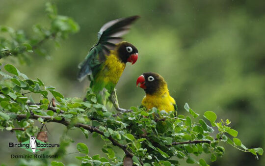 Tanzania birding tours