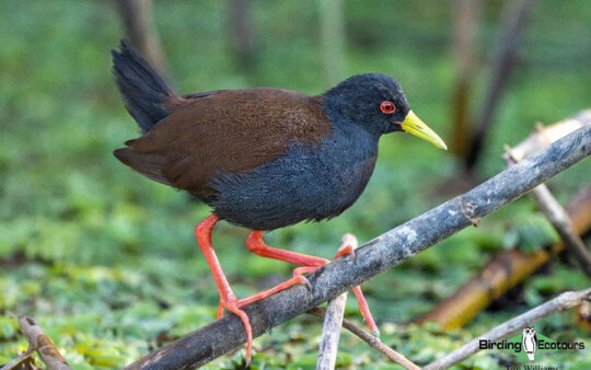 Madagascar birding tours