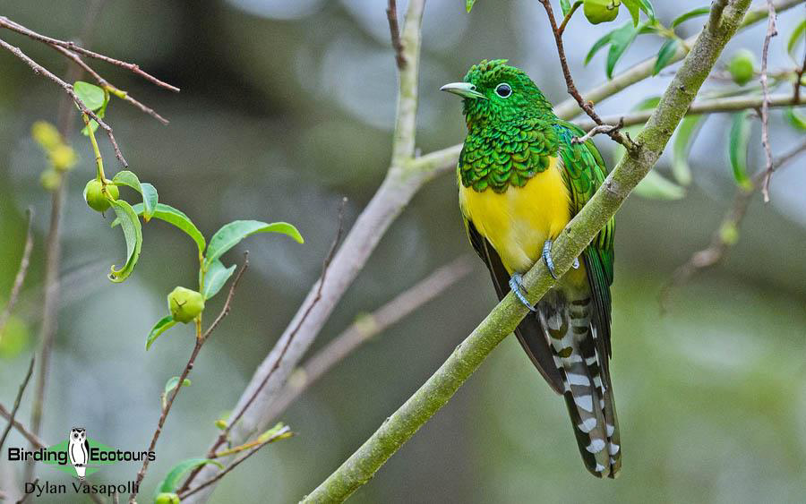 Subtropical South Africa trip report