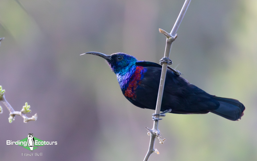 Oman birding tours