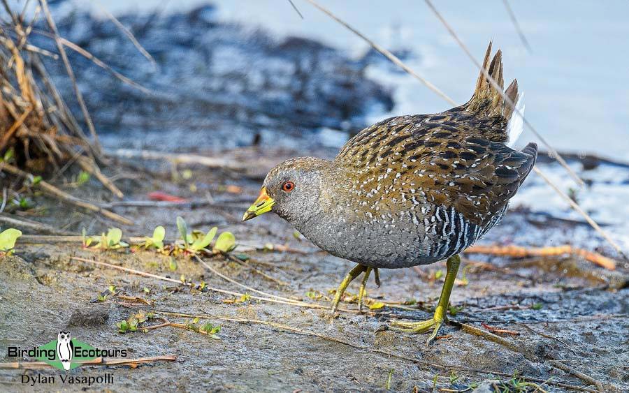 Tasmania birding report
