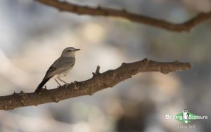 Oman birding tours