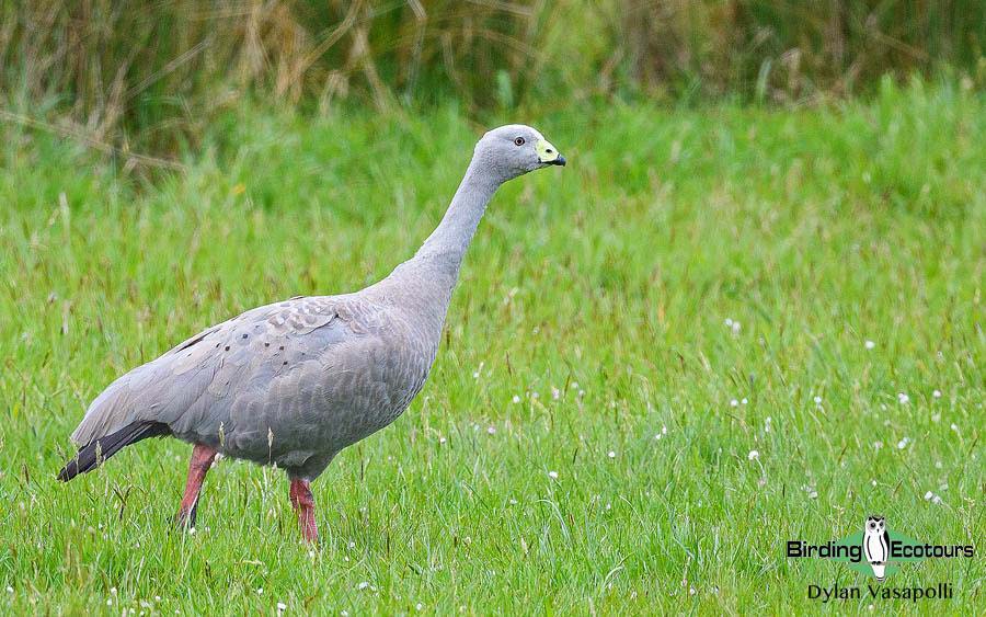 Tasmania birding report