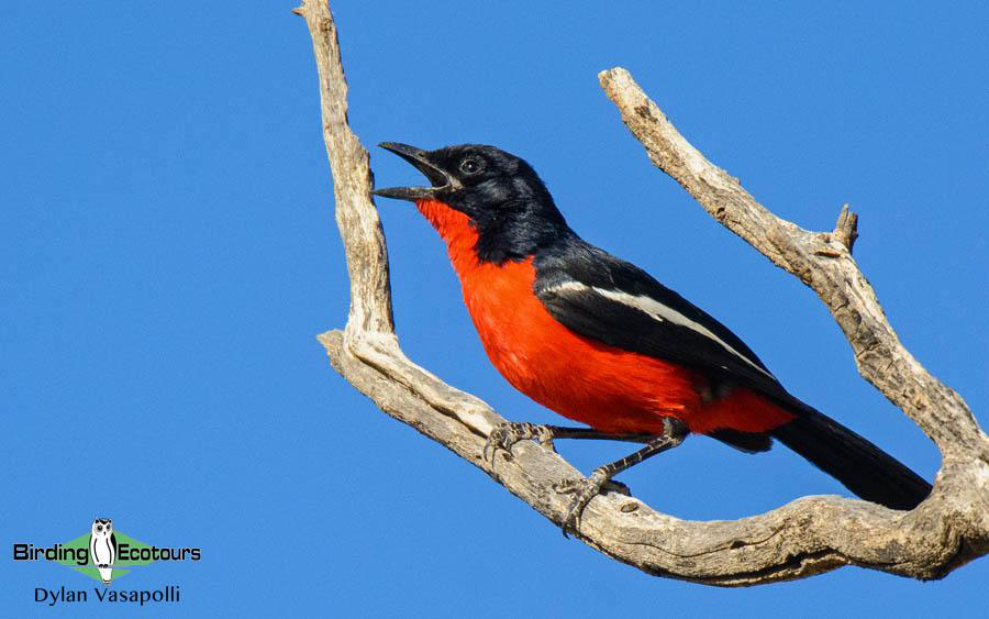 Subtropical South Africa trip report