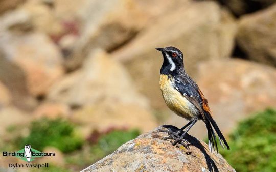 Subtropical South Africa trip report