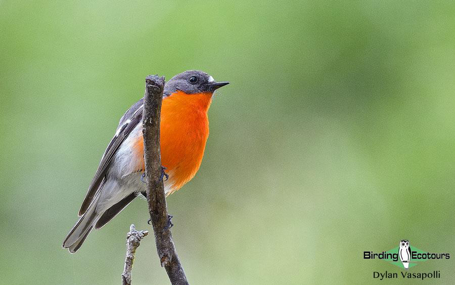 Tasmania birding report