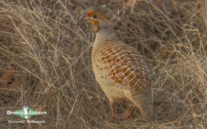 Oman birding tours