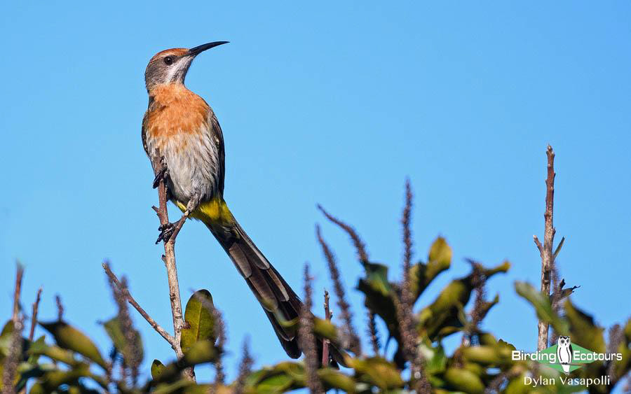 Subtropical South Africa trip report