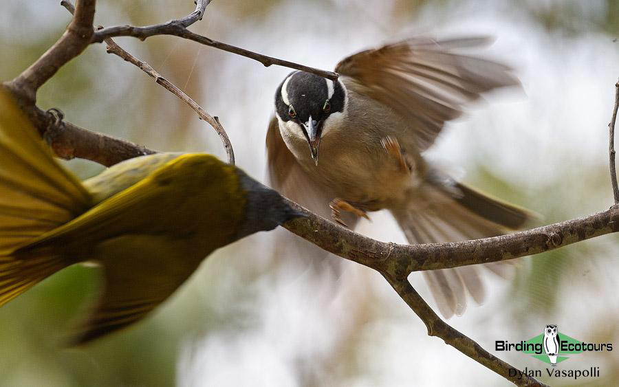 Tasmania birding report