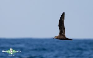 Oman birding tours