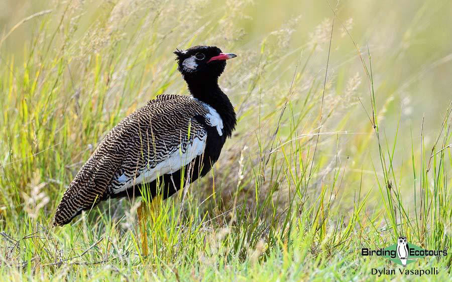 Subtropical South Africa trip report