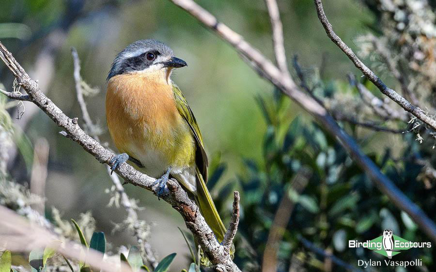 Subtropical South Africa trip report