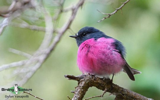 Tasmania birding report