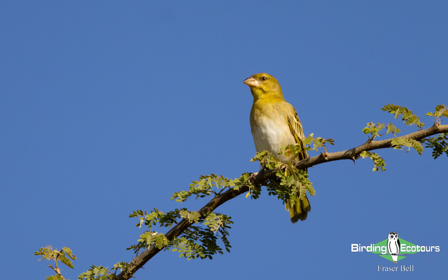 Oman birding tours