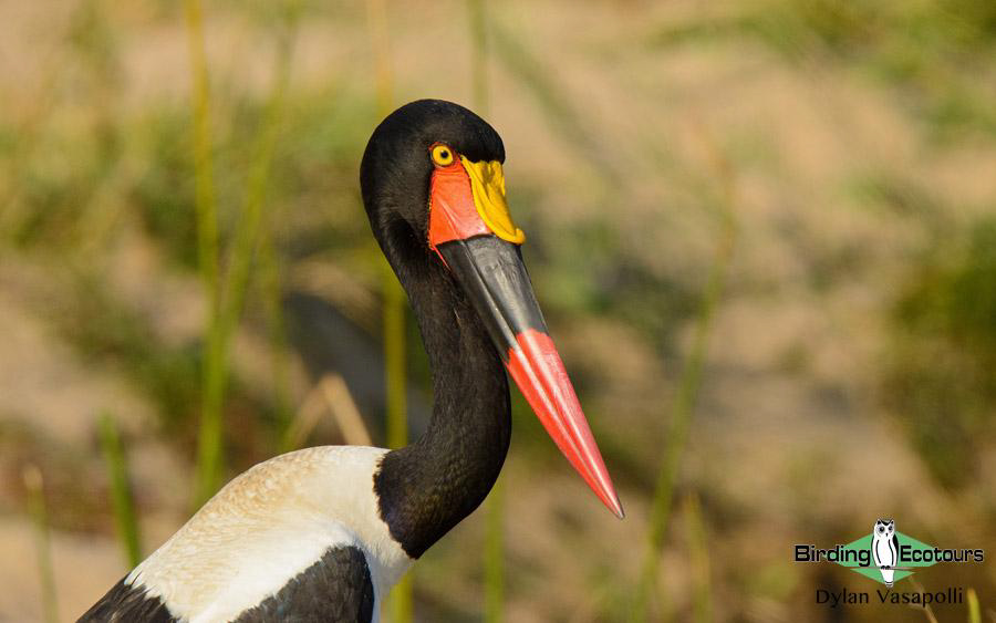 Subtropical South Africa trip report