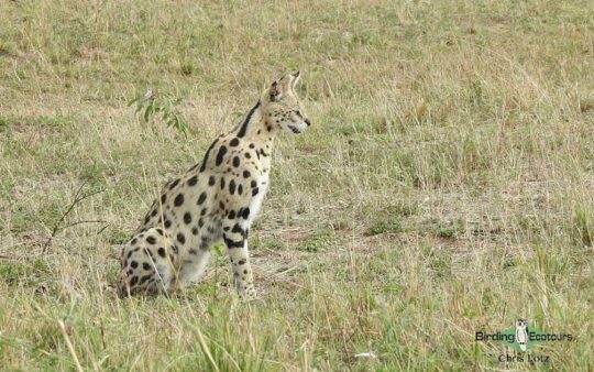 Kenya birding tours