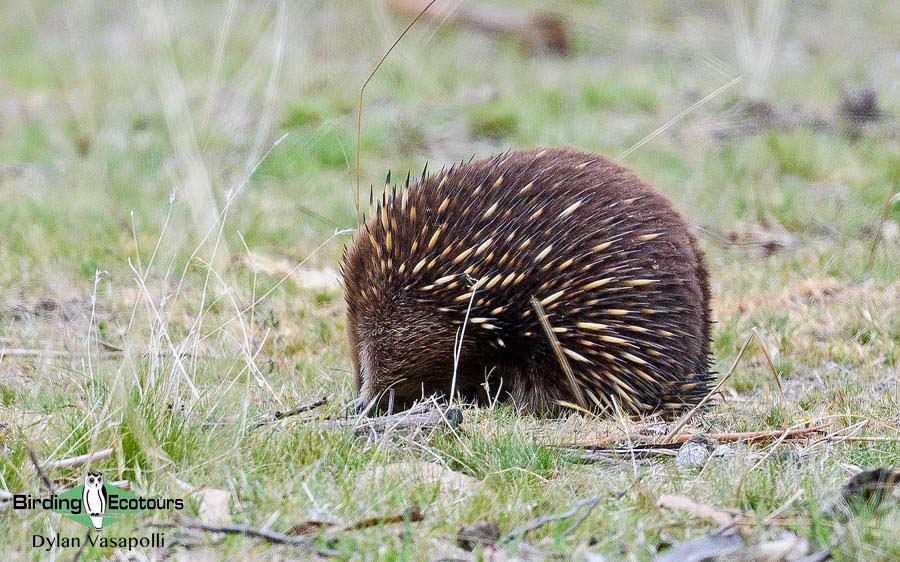 Tasmania birding report