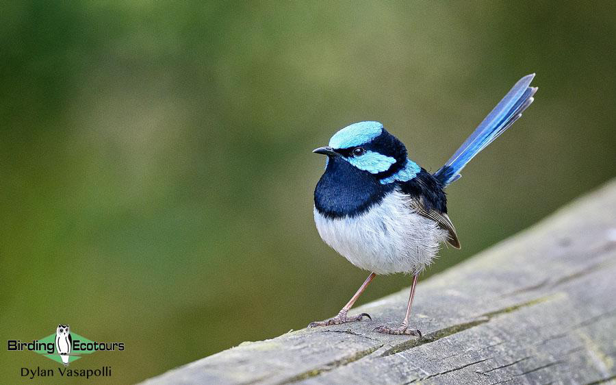 Tasmania birding report