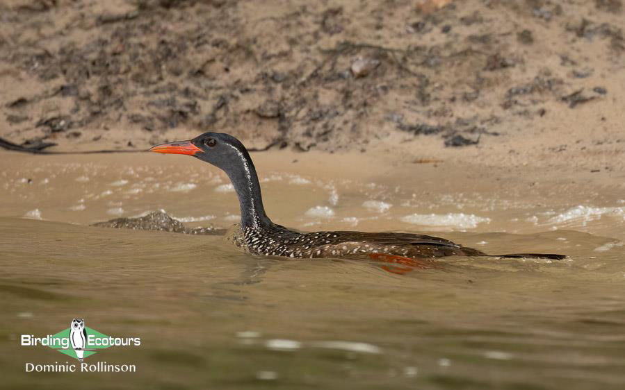 Namibia, Botswana and Victoria Falls birding