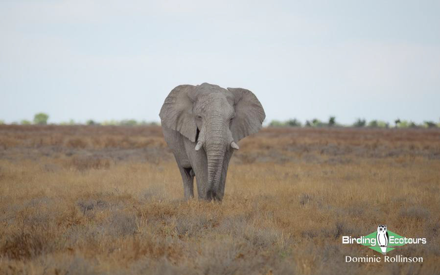 Namibia, Botswana and Victoria Falls birding