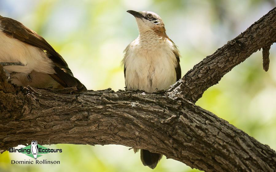 Namibia, Botswana and Victoria Falls birding
