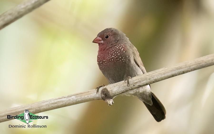 Namibia, Botswana and Victoria Falls birding
