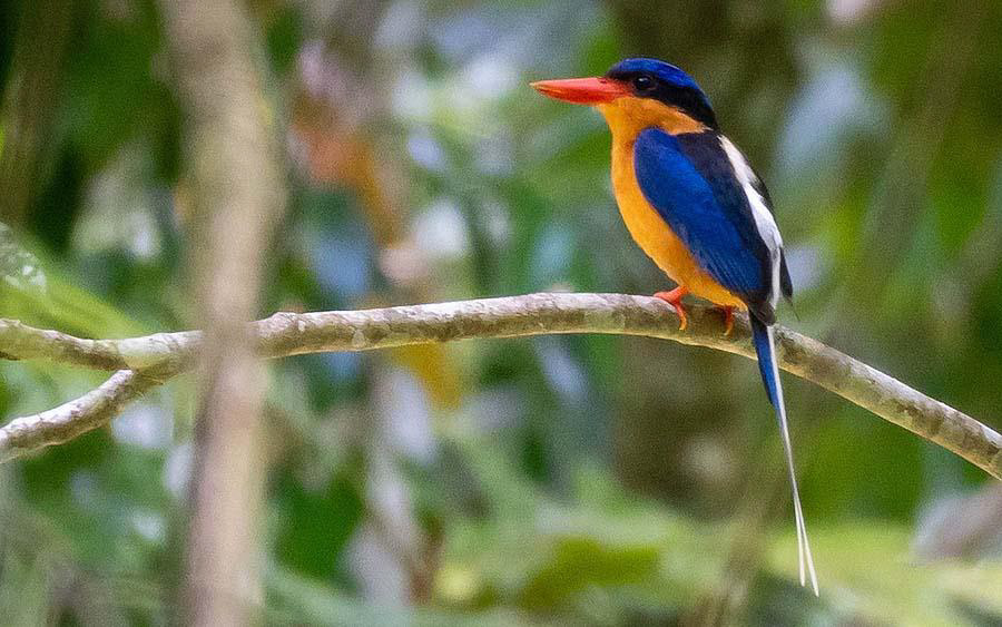 Eastern Australia birding report