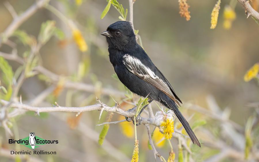 Namibia, Botswana and Victoria Falls birding