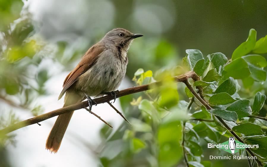 Namibia, Botswana and Victoria Falls birding