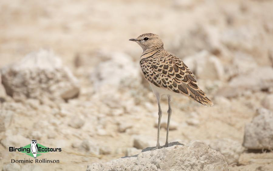 Namibia, Botswana and Victoria Falls birding