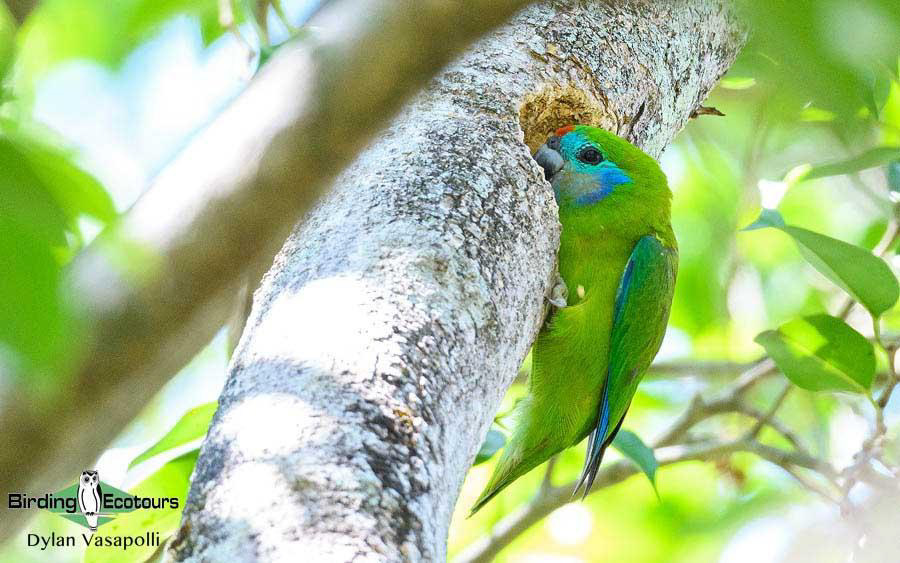 Eastern Australia birding report