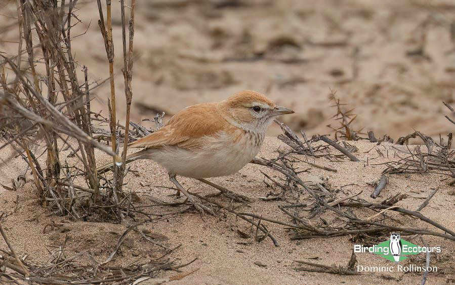 Namibia, Botswana and Victoria Falls birding