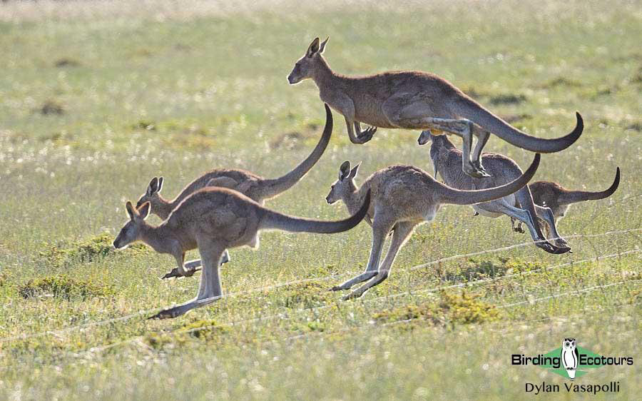 Eastern Australia birding report