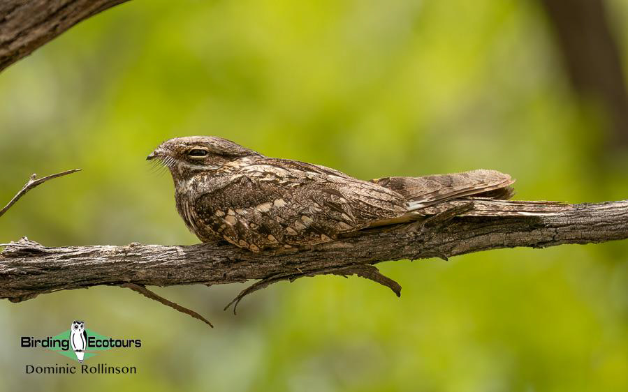 Namibia, Botswana and Victoria Falls birding