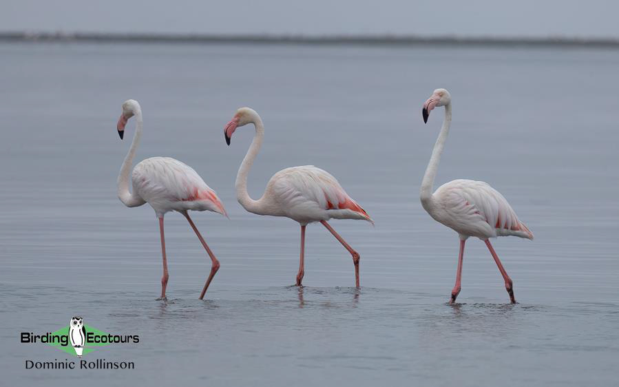 Namibia, Botswana and Victoria Falls birding