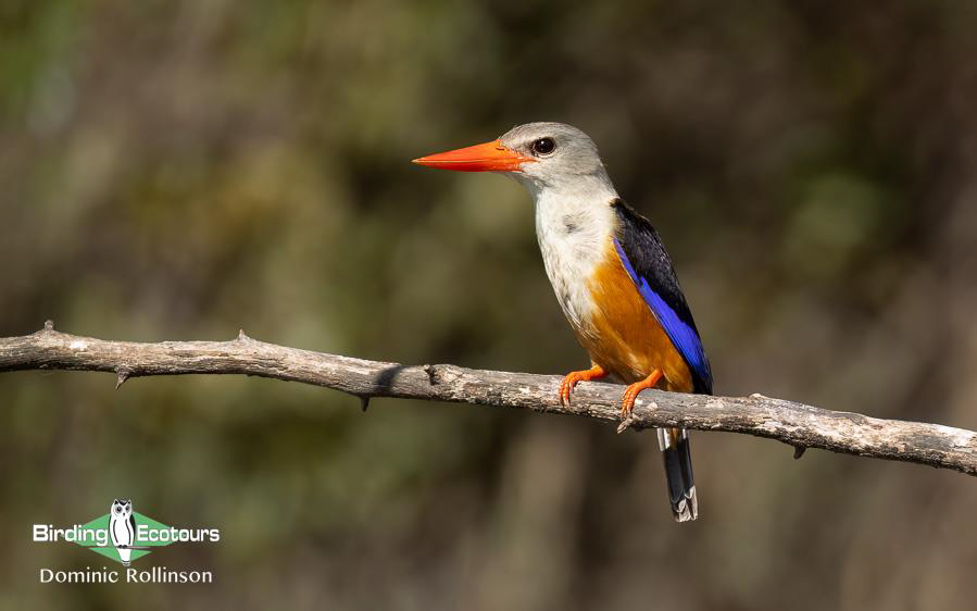 Namibia, Botswana and Victoria Falls birding