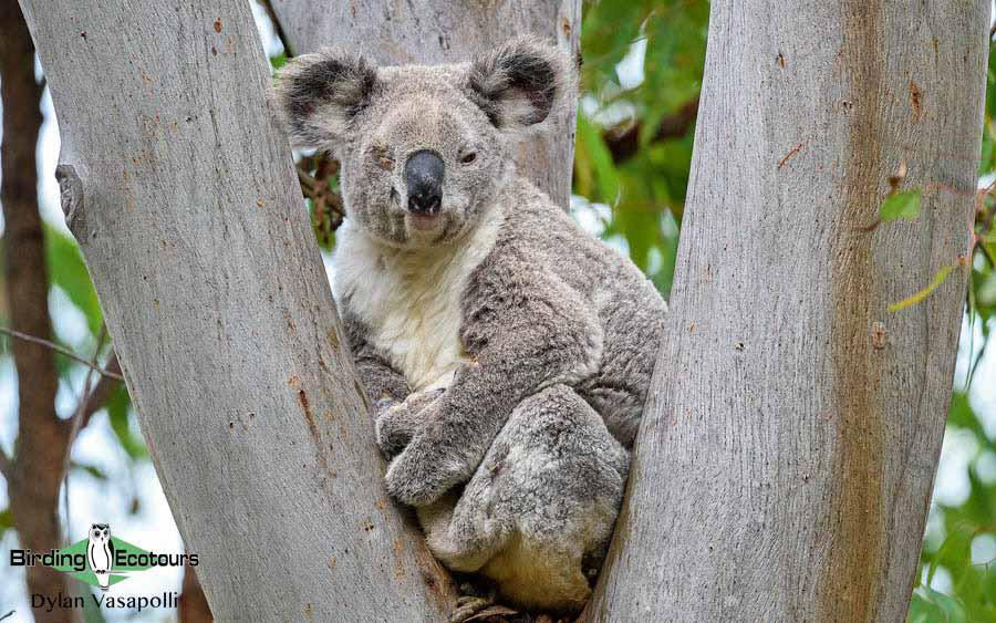 Eastern Australia birding report
