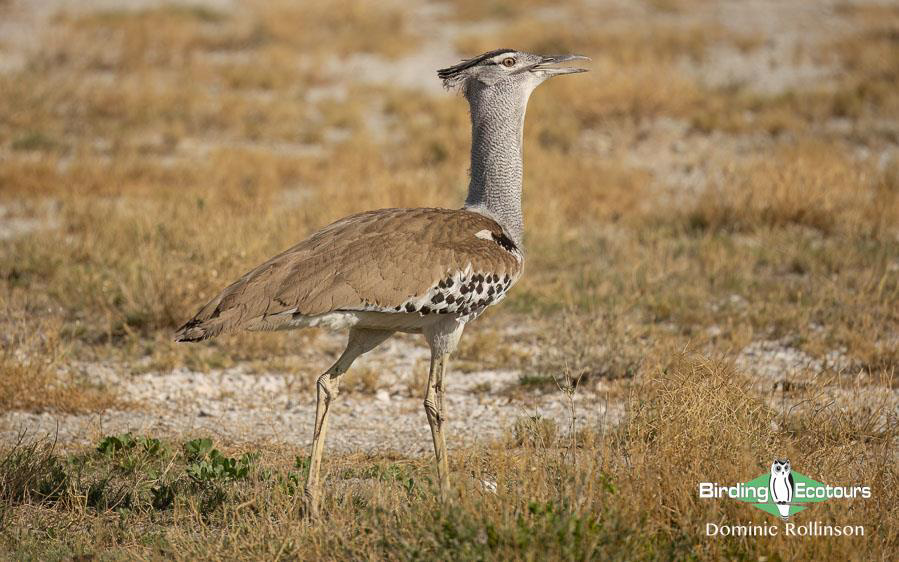 Namibia, Botswana and Victoria Falls birding